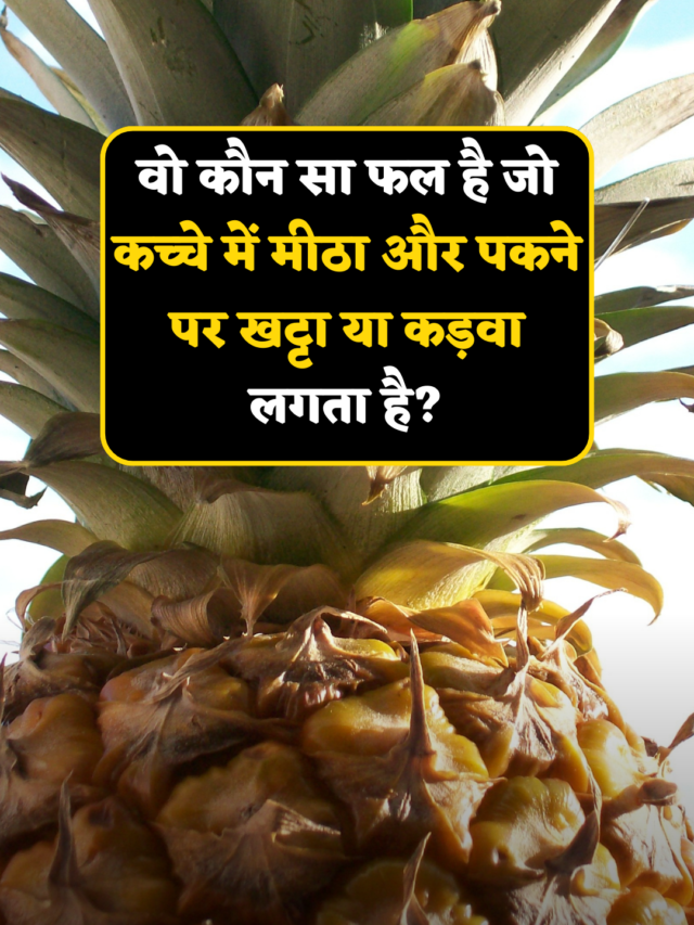 Top Interesting gk questions : वो कौन सा फल है जो कच्चे में मीठा और पकने पर खट्टा या कड़वा लगता है?